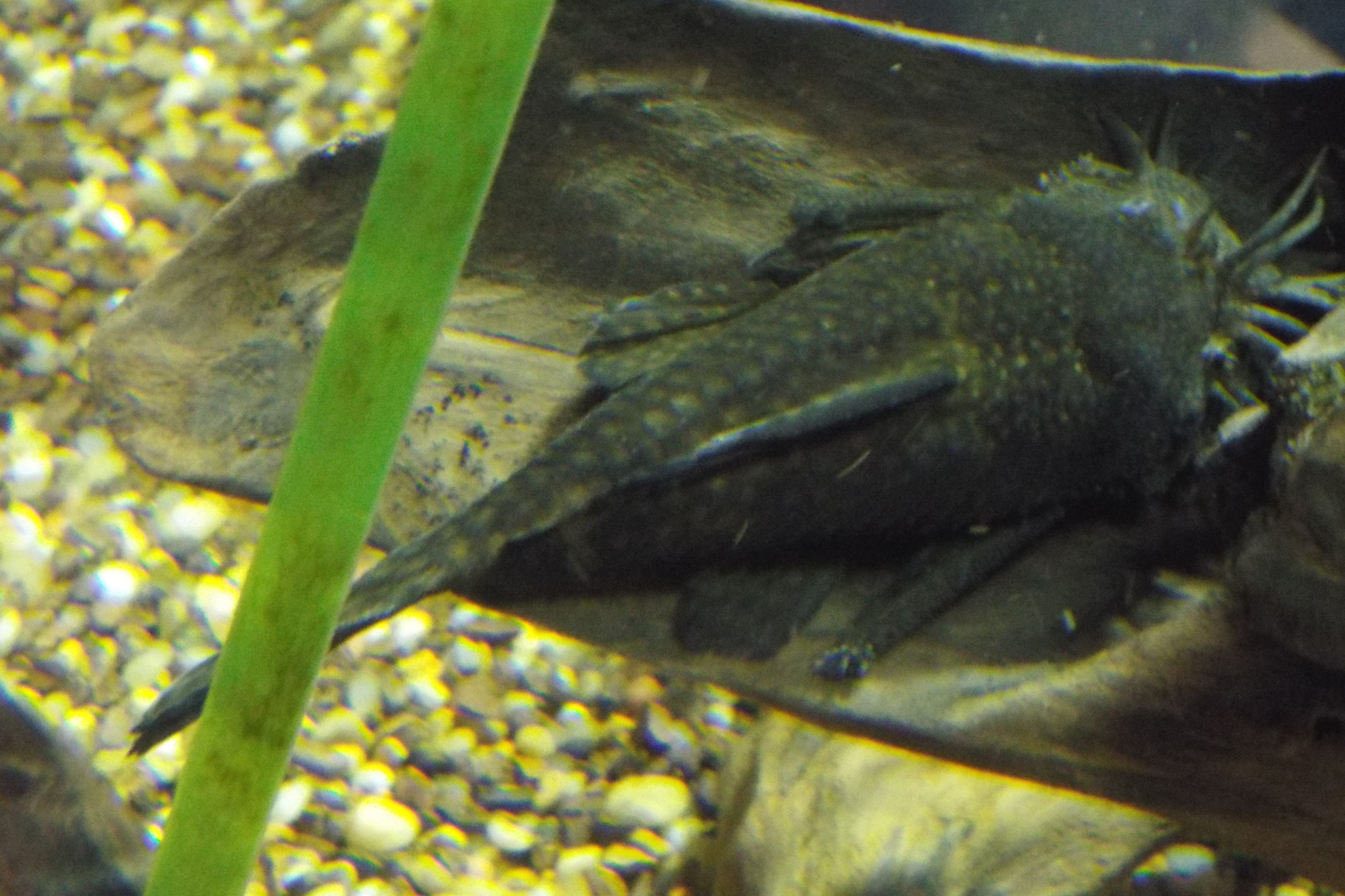 Photo de Ancistrus black (Ancistrus sp.)