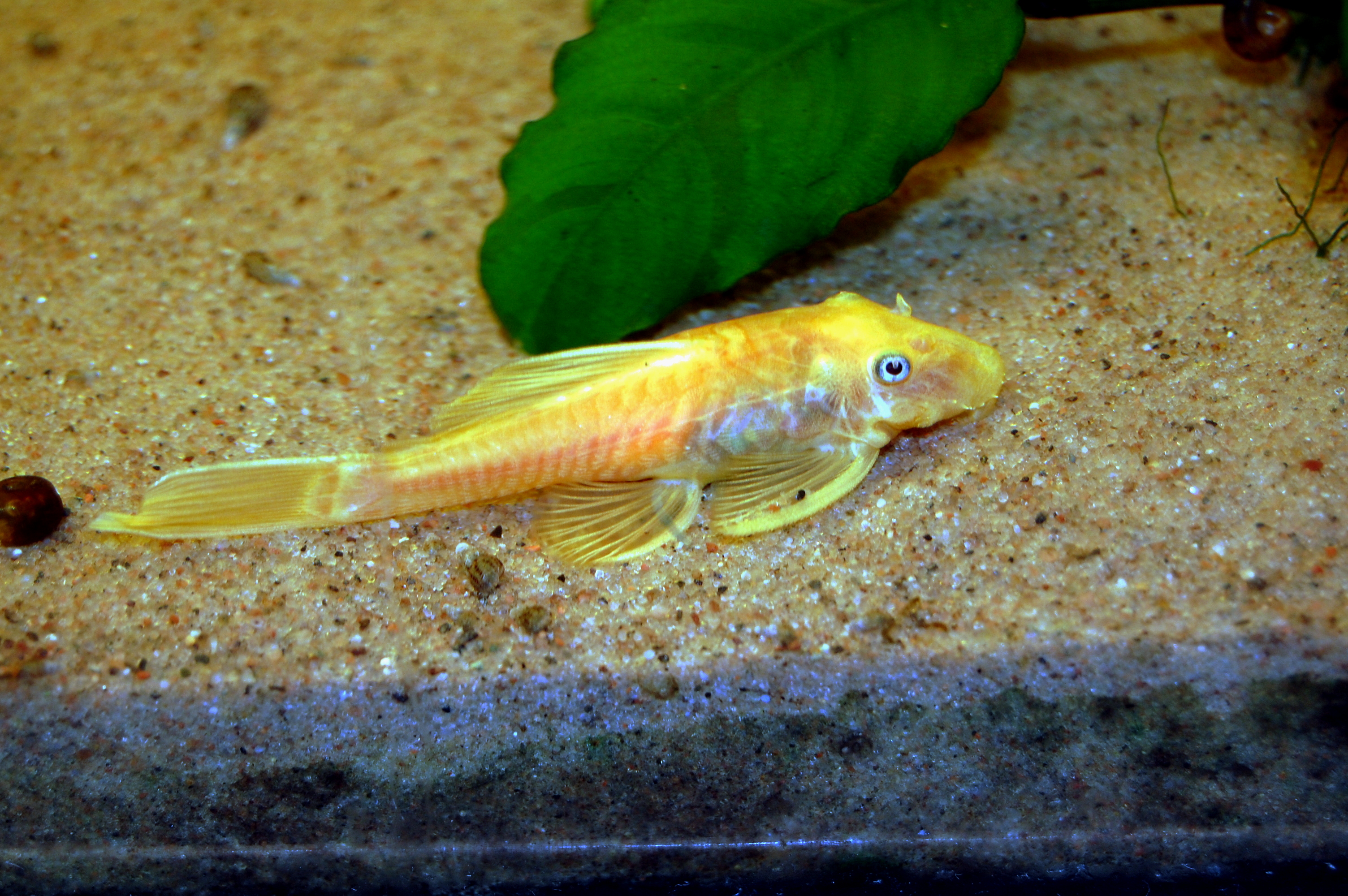 Photo de Ancistrus gold (Ancistrus sp. (var. Gold))