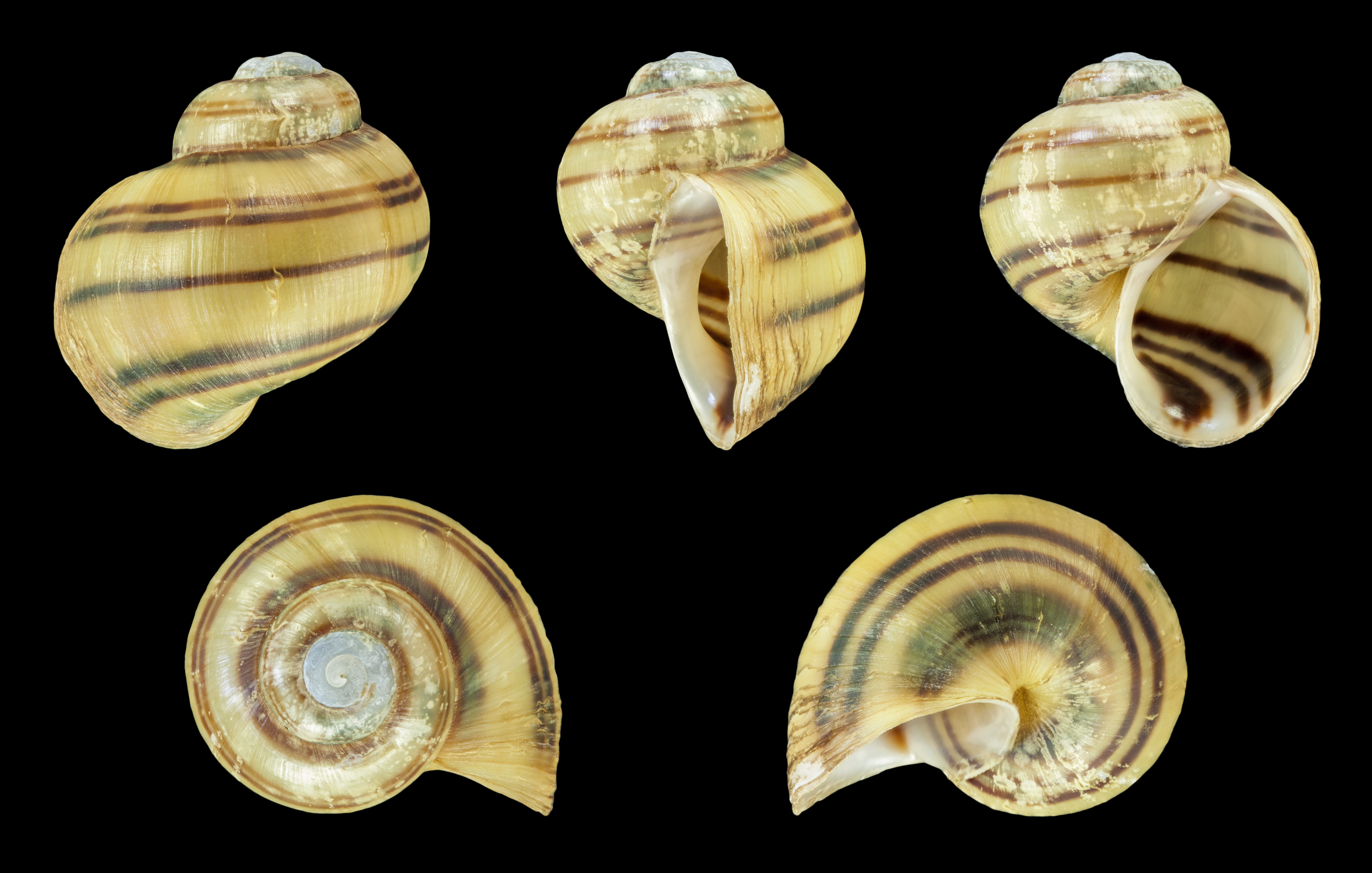 Photo de Asolene spixii (Asolene spixii)