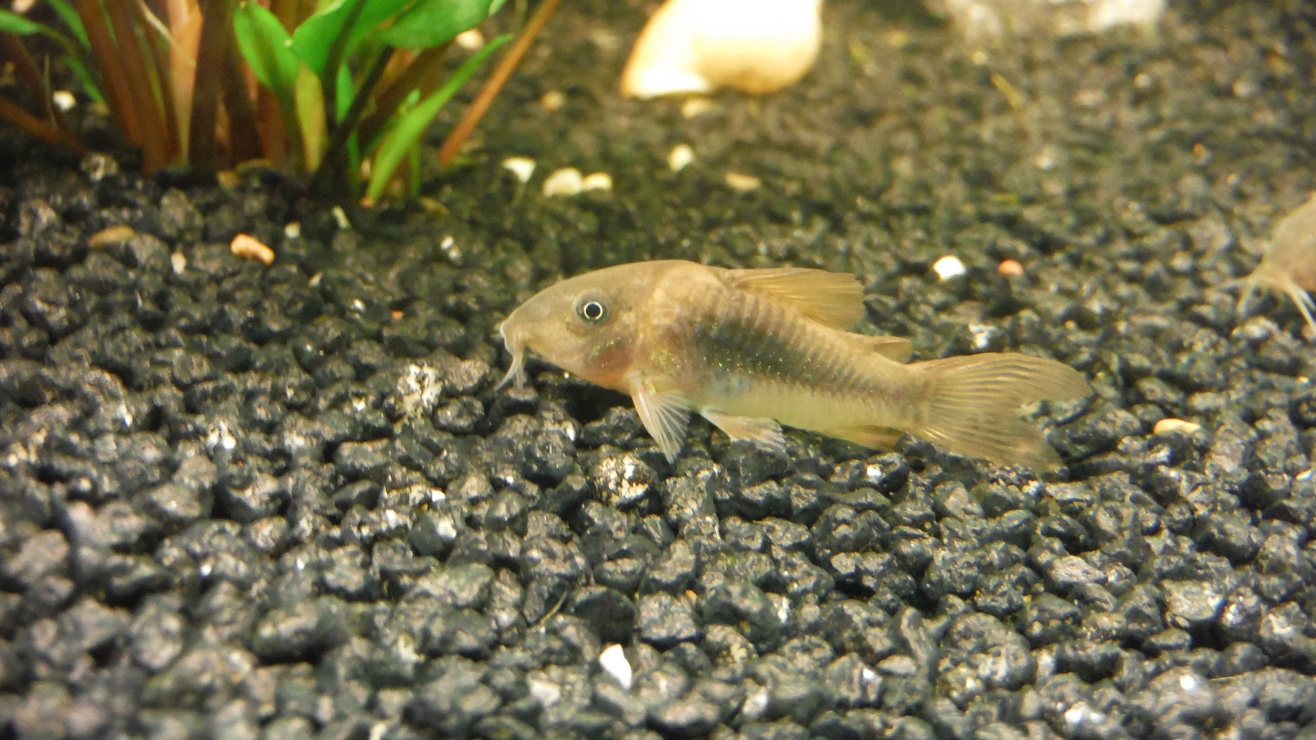 Photo de Corydoras aeneus (Corydoras aeneus)