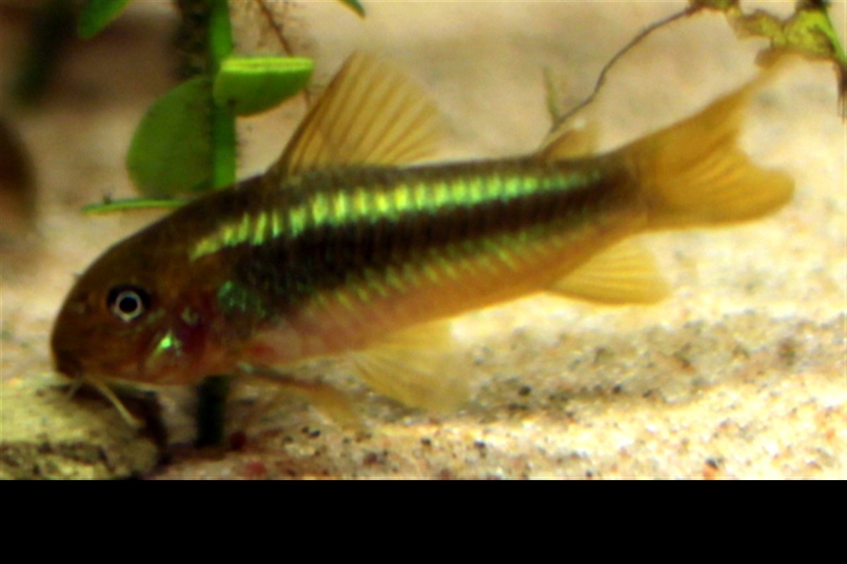 Photo de Corydoras black Venezuela (Corydoras aeneus (var. Black Venezuela))