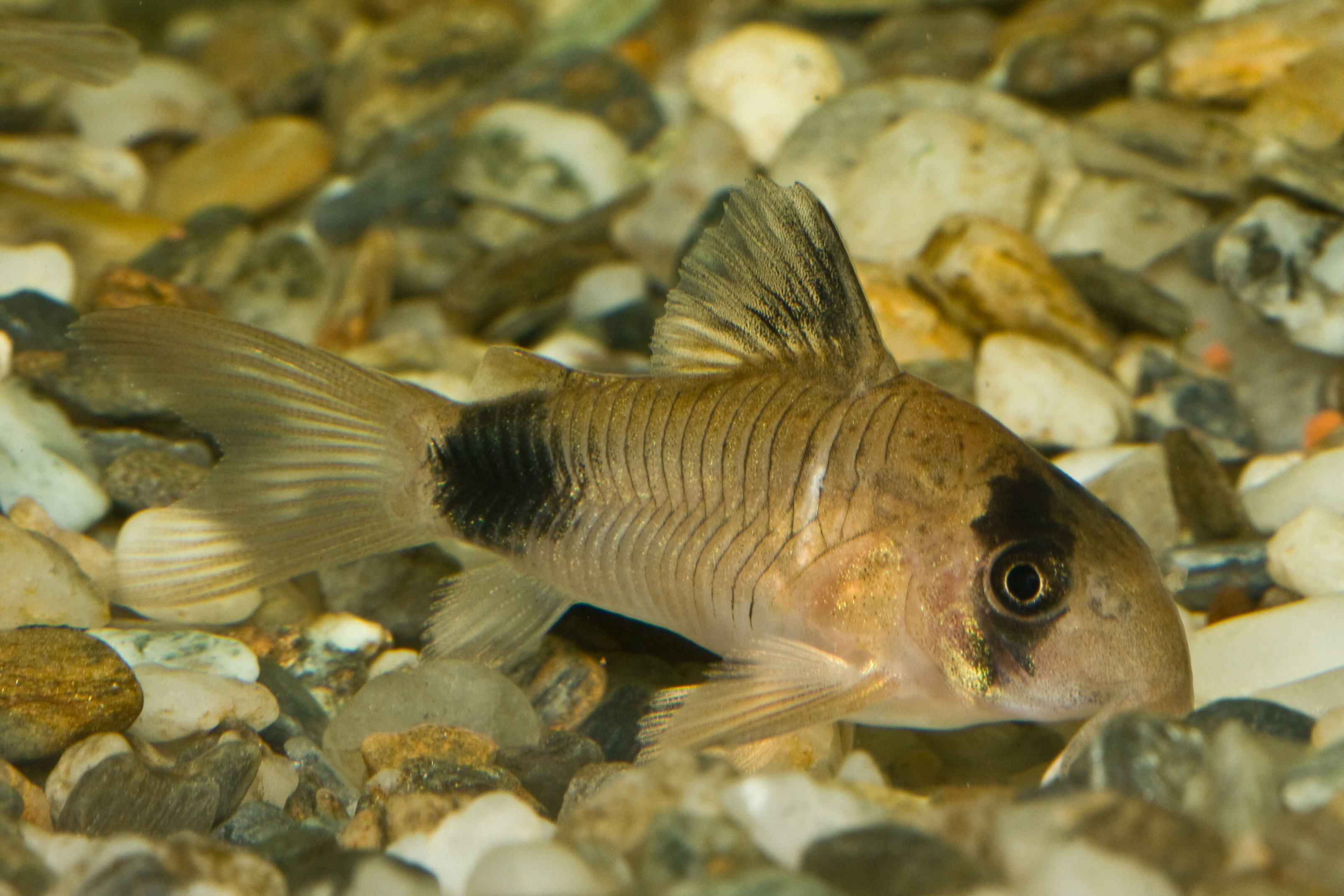 Photo de Corydoras panda (Corydoras panda)