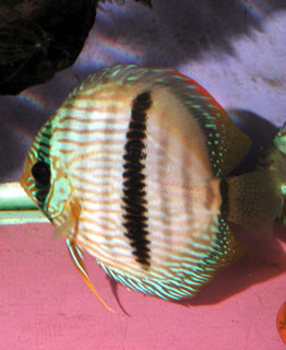 Photo de Discus (Symphysodon spp.)