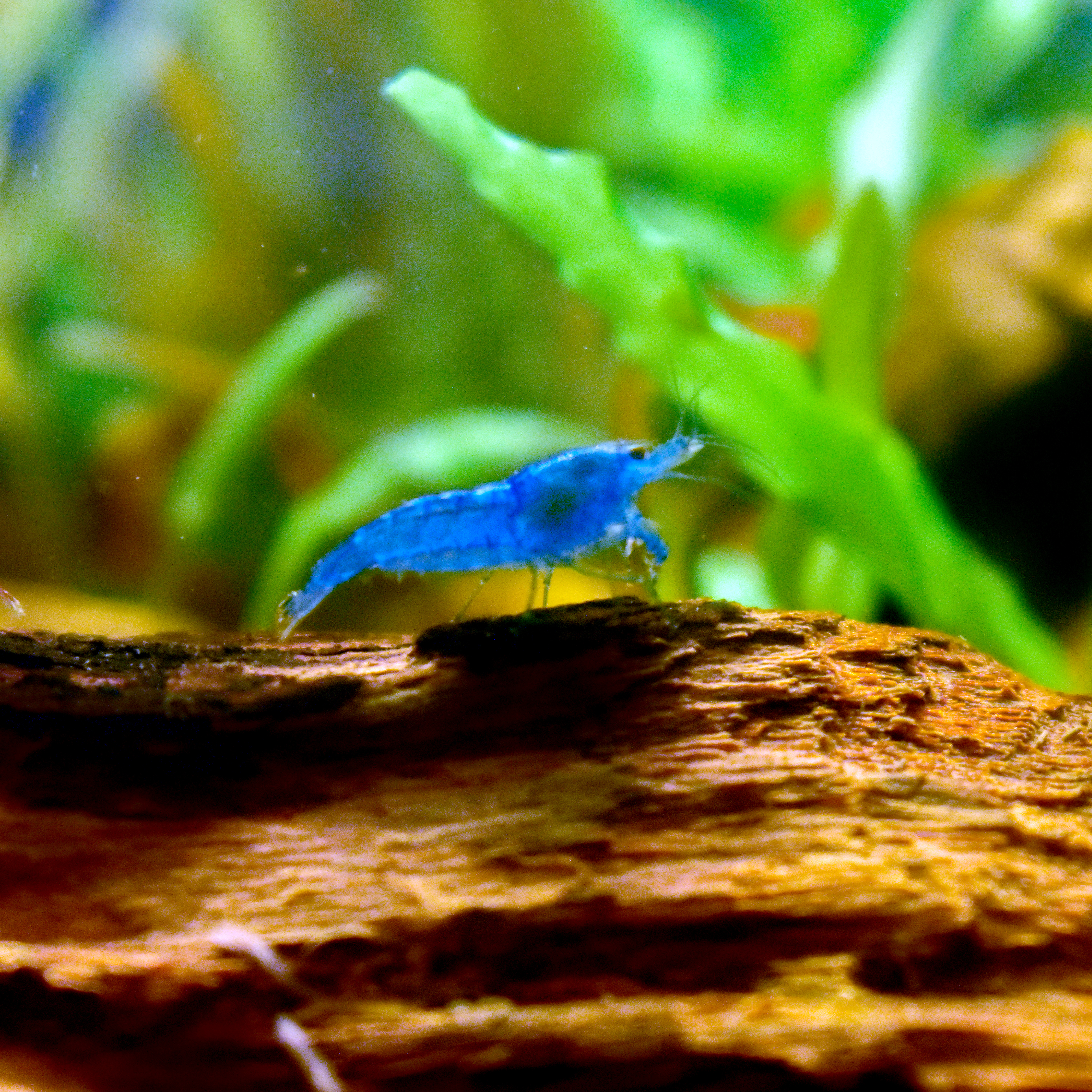 Photo de Neocaridina blue velvet (Neocaridina davidi (var. Blue Velvet))