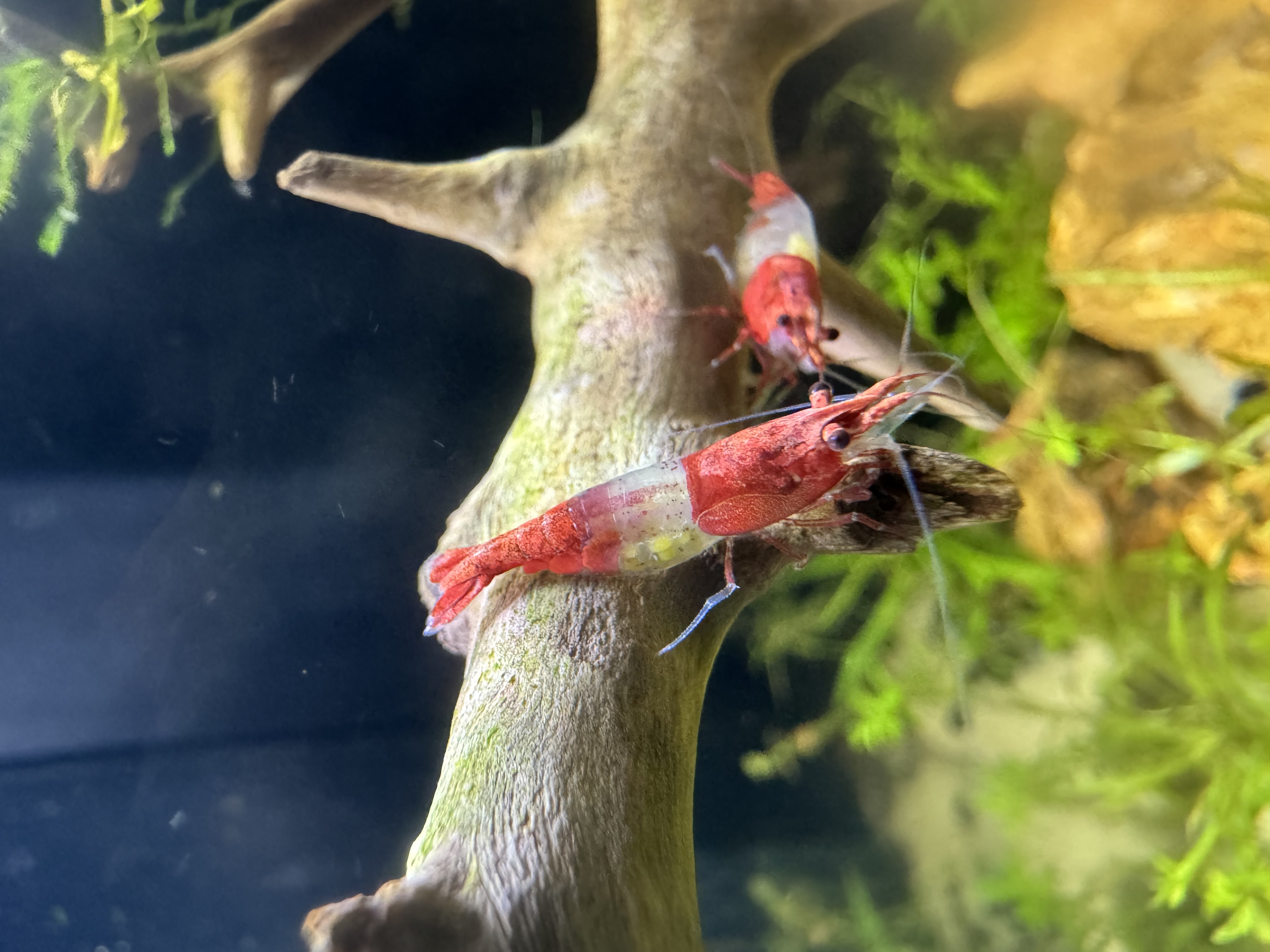 Photo de Neocaridina red rili (Neocaridina davidi (var. Red Rili))