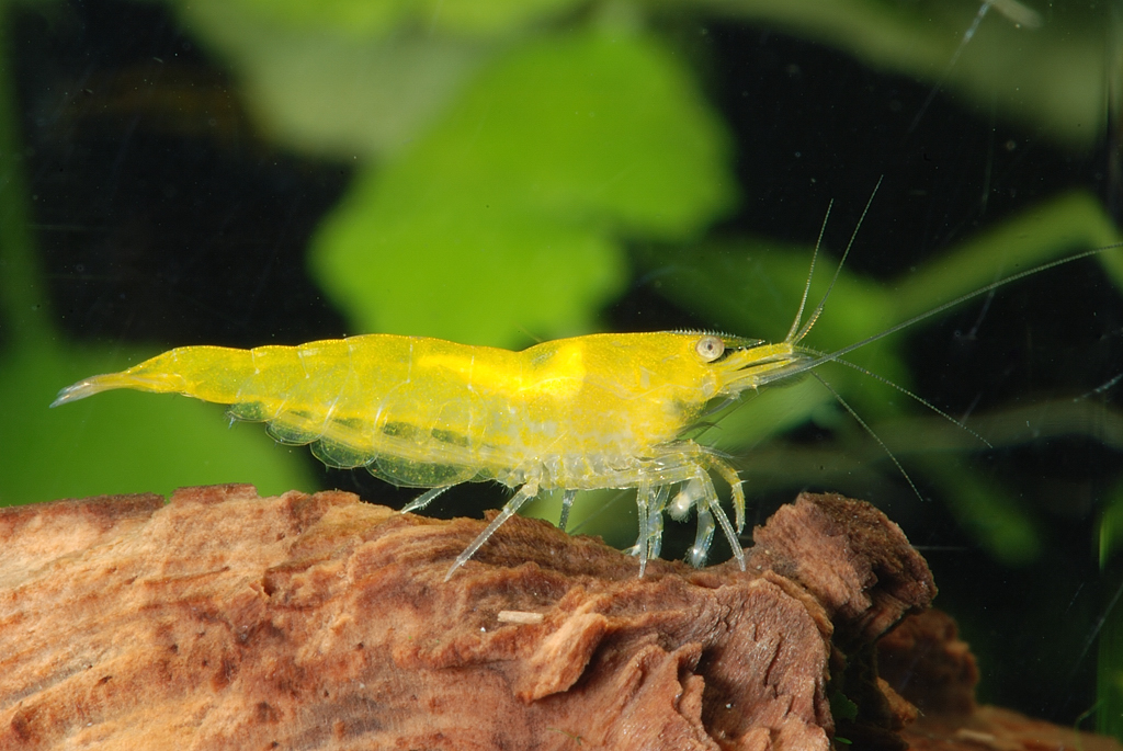 Photo de Neocaridina yellow néon (Neocaridina davidi (var. Yellow Neon))