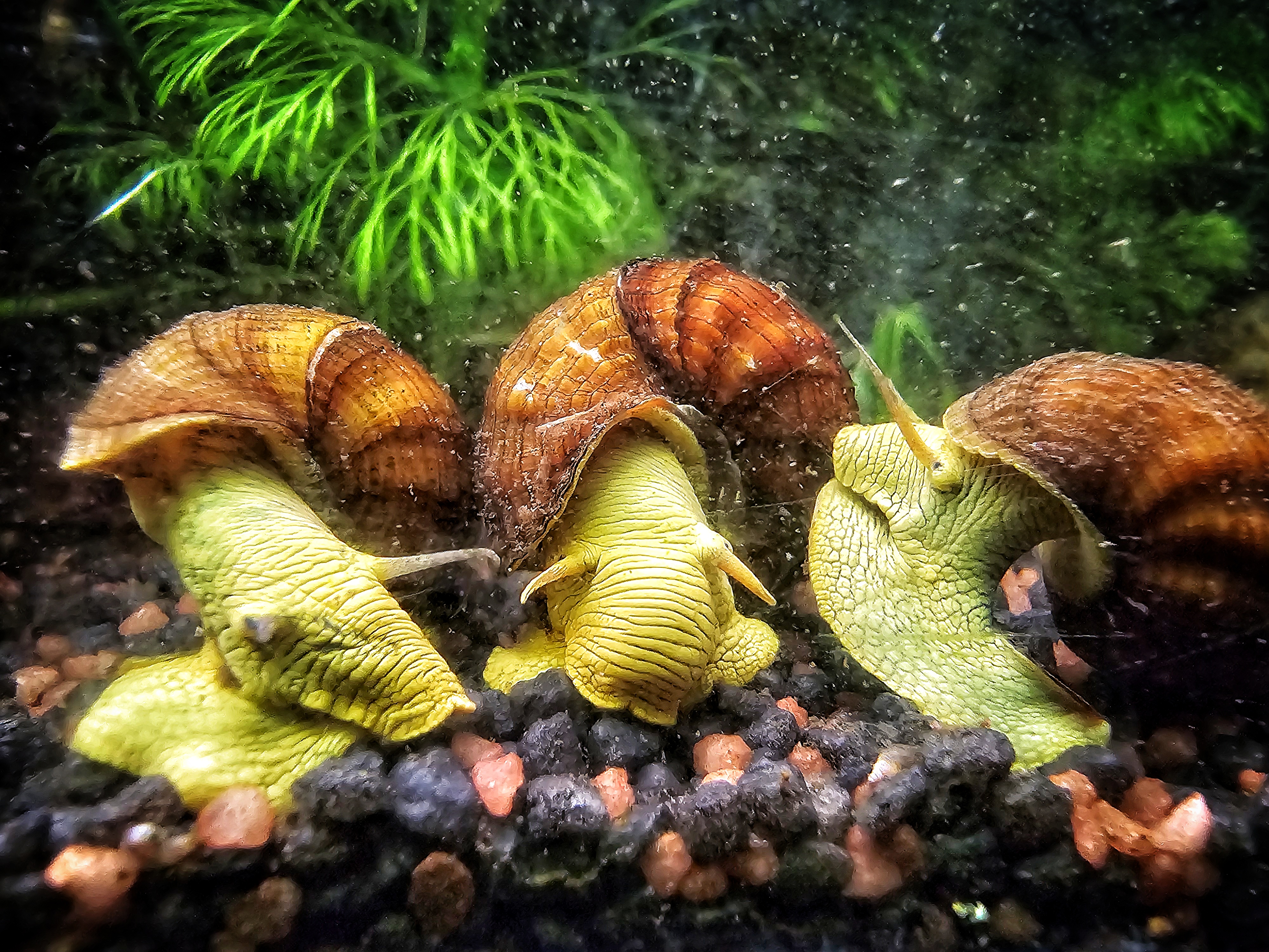 Photo de Tylomelania (Tylomelania sp.)