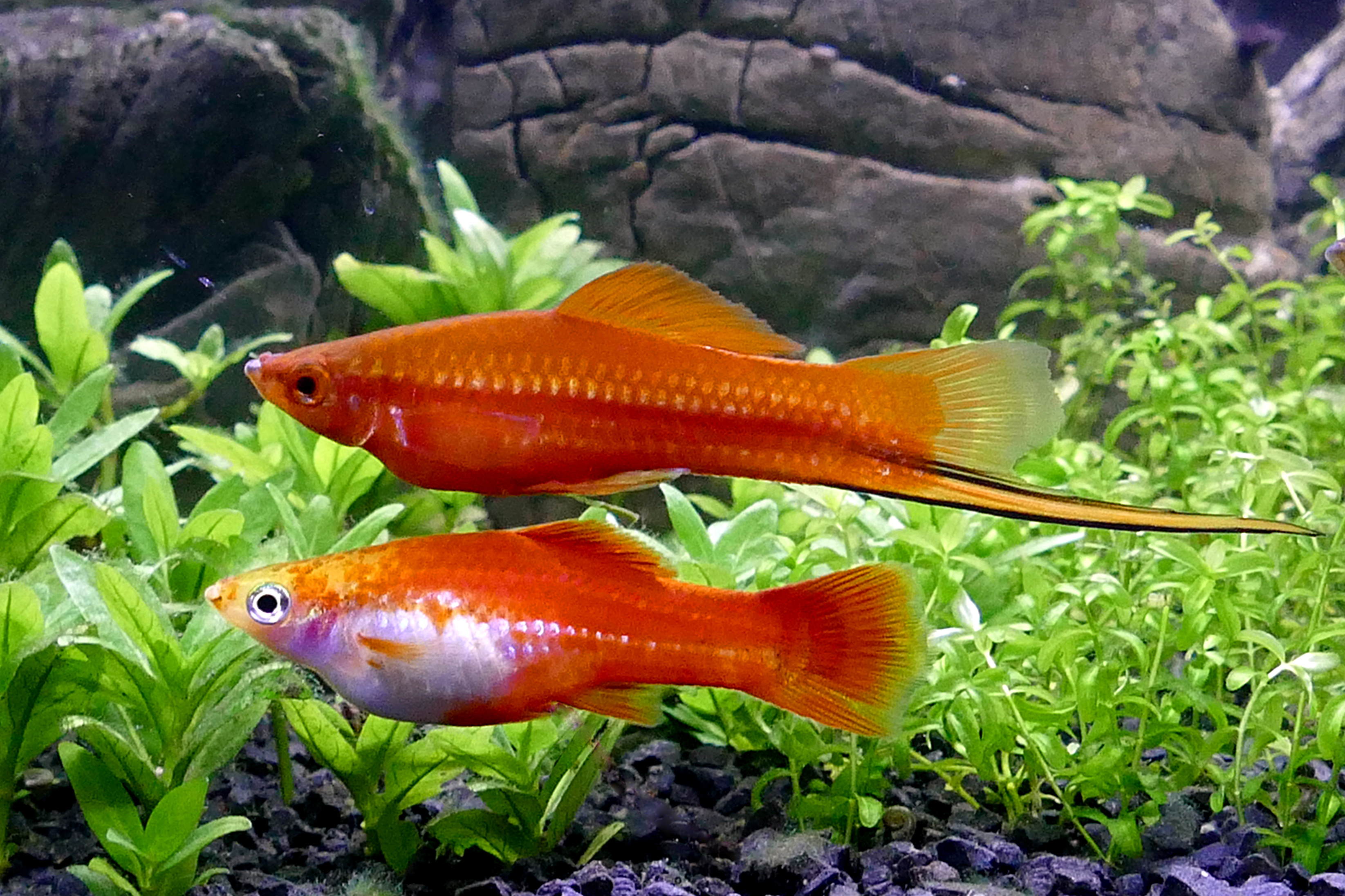 Photo de Xipho (Xiphophorus hellerii)