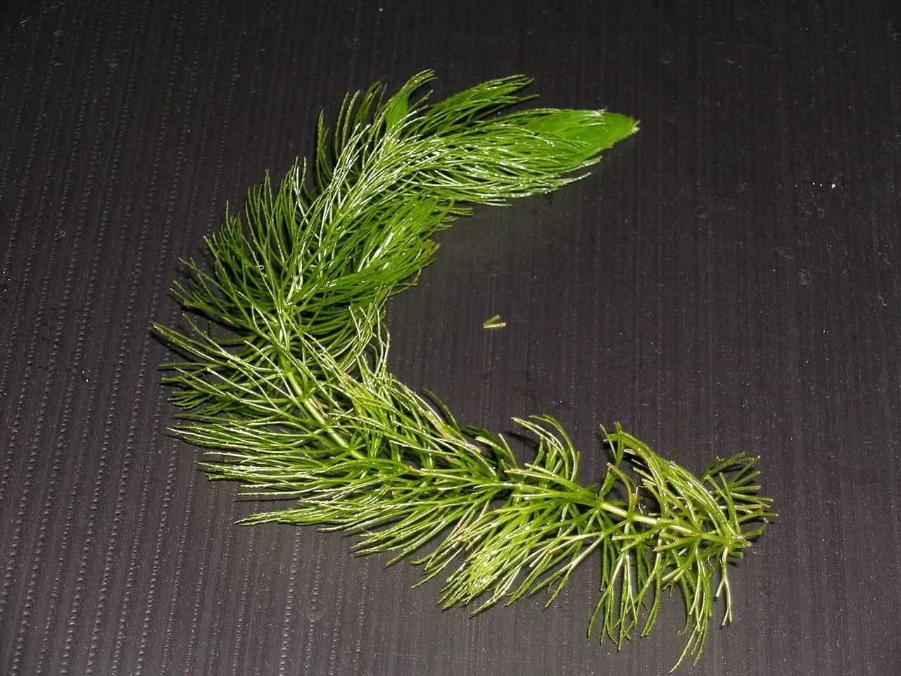 Photo de Ceratophyllum