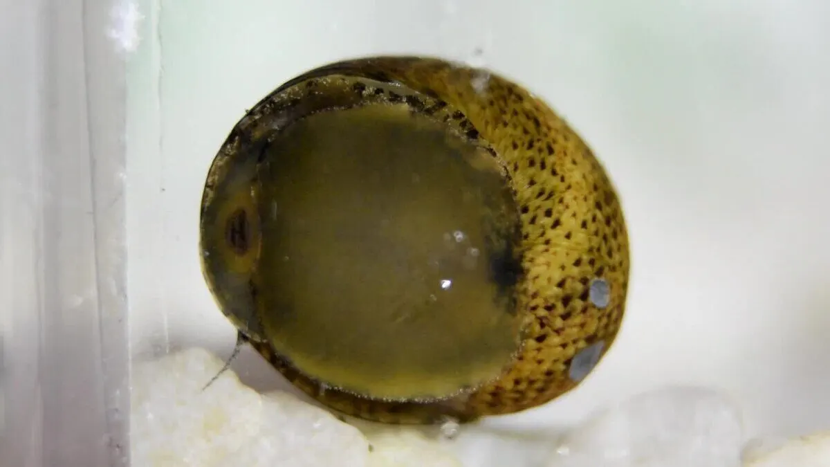 Photo de Clithon (Clithon sp.)