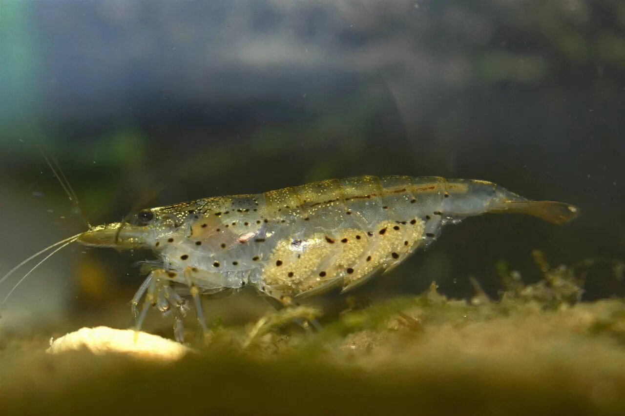 Photo de Crevette amano (Caridina multidentata)