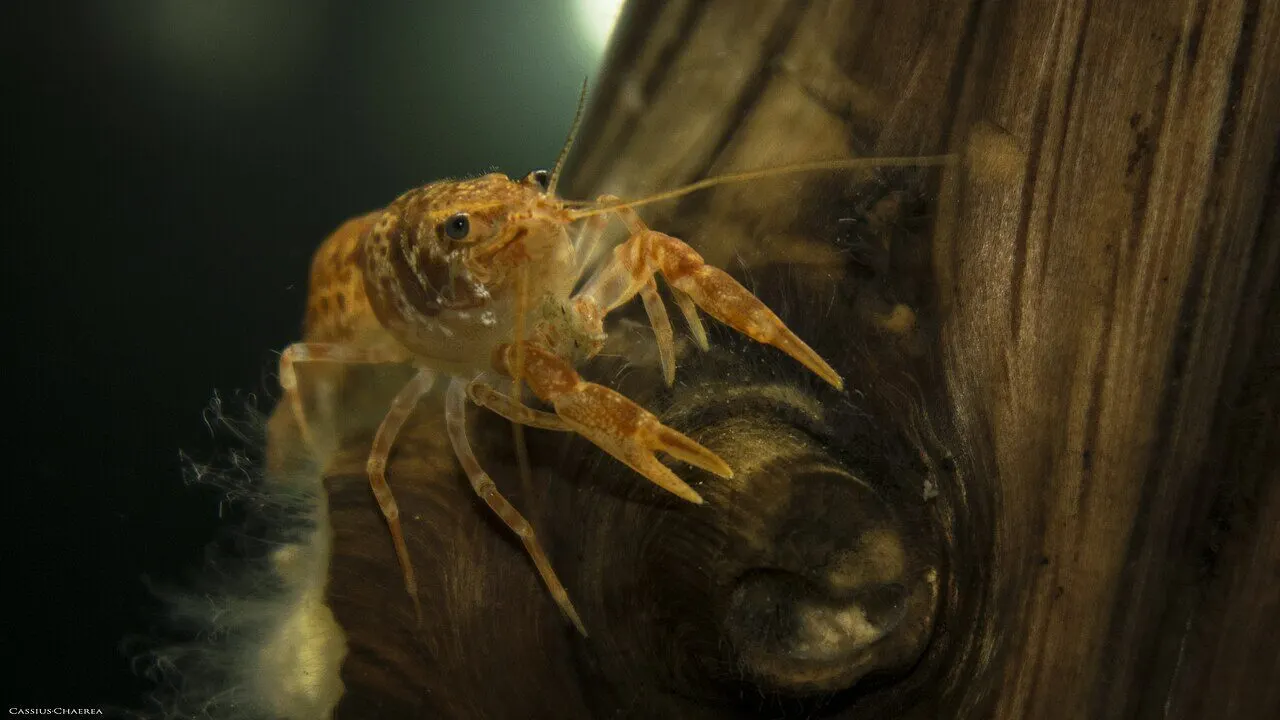 Photo de Écrevisse CPO (Cambarellus patzcuarensis)