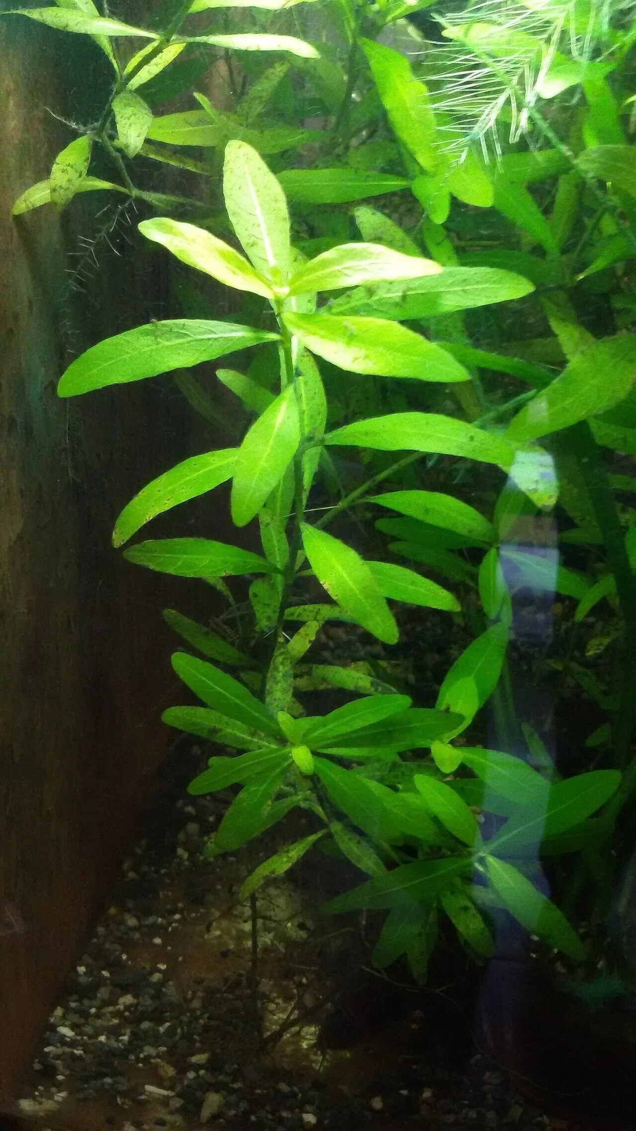 Photo de Hygrophila polysperma