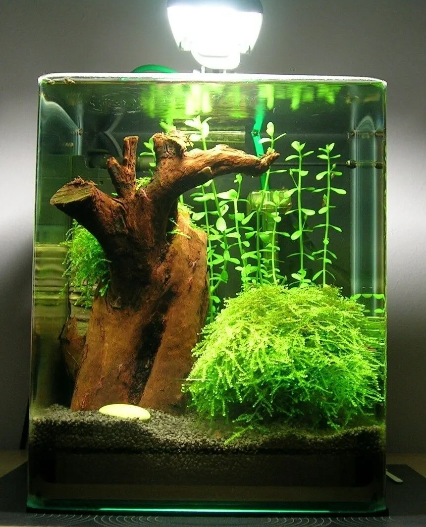 Photo de Mousse de Java