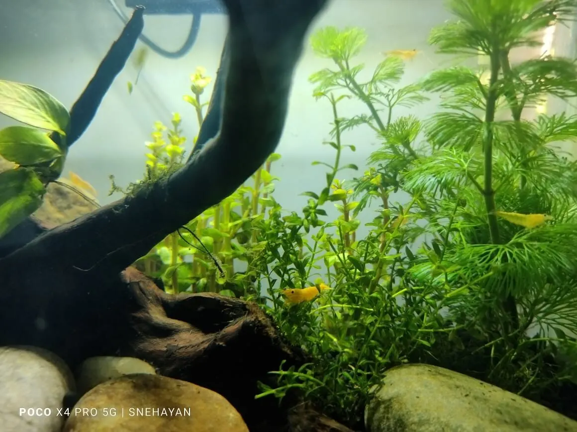 Photo de Neocaridina Green Jade (Neocaridina davidi)