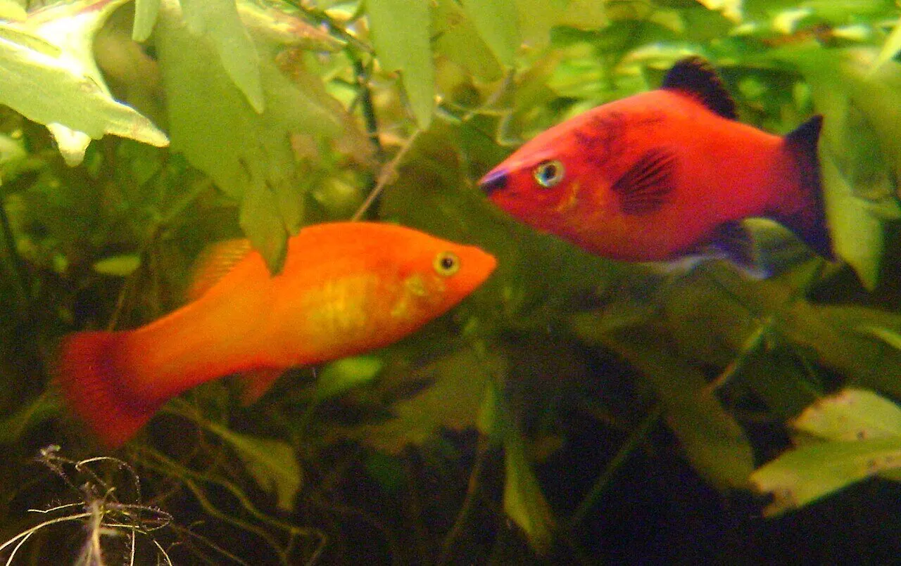 Photo de Platy (Xiphophorus maculatus)