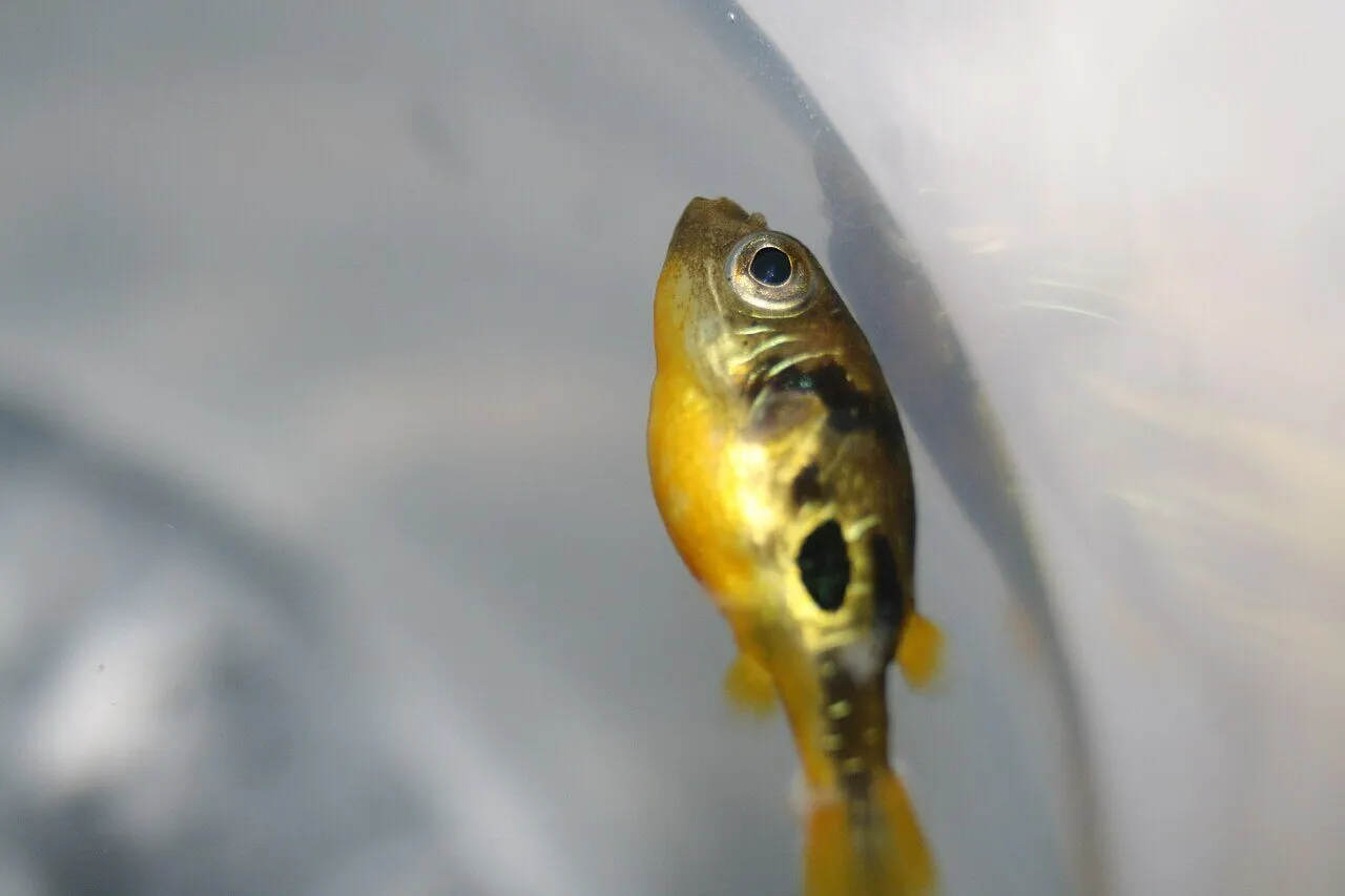 Photo de Tetraodon nain (Carinotetraodon travancoricus)